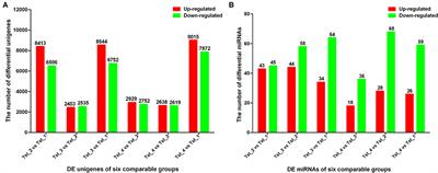 Comparison of miRNA and mRNA Expression in Sika Deer Testes With Age